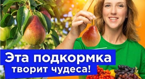 НАСЫПЬТЕ В ПРИСТВОЛЬНЫЙ КРУГ ПЛОДОВЫХ ЭТОТ ПОРОШОК, и в следующем году ветки будут усыпаны урожаем