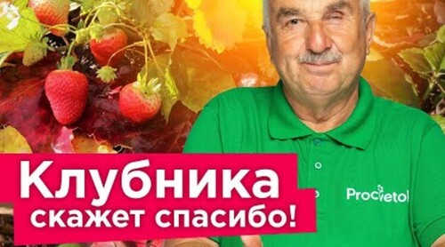 ПОДСЫПЬТЕ ЭТО ПОД КУСТИК КЛУБНИКИ ОСЕНЬЮ, и она хорошо перезимует и порадует отличным урожаем