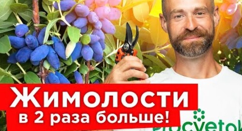 ЯГОД ЖИМОЛОСТИ БУДЕТ МНОГО, если сделать так осенью! Обрезка, обработка, посадка жимолости пошагово