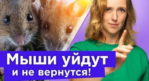 МЫШИ И КРЫСЫ ПОКИНУТ ВАШ УЧАСТОК НАВСЕГДА! Делаем приманку безопасную для котов, собак и птиц