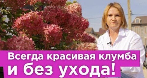 ЧТО ПОСАДИТЬ ЗА ЗАБОРОМ? Три готовые композиции, которые будут декоративны круглый год и без ухода