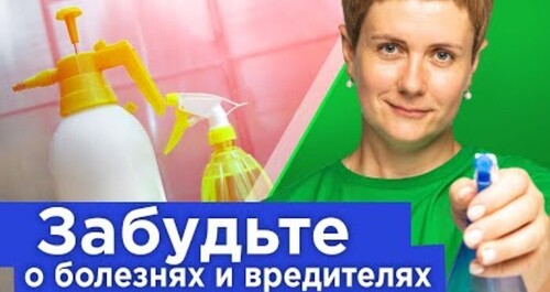 ВОТ ЧЕМ ОБРАБАТЫВАЮ ТЕПЛИЦУ ОСЕНЬЮ ОТ ВСЕХ БОЛЕЗНЕЙ И ВРЕДИТЕЛЕЙ!