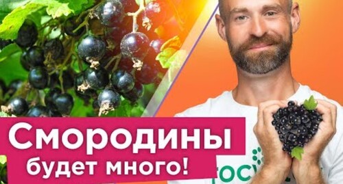 ЯГОДЫ СМОРОДИНЫ КРУПНЫЕ, А КУСТЫ НЕ БОЛЕЮТ при таком уходе осенью!