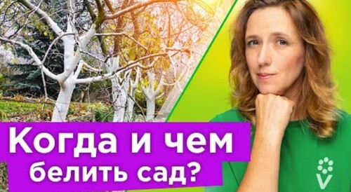 ТАКАЯ ПОБЕЛКА ЗАЩИТИТ ДЕРЕВЬЯ ОТ РАКА И НЕ СМОЕТСЯ ЗА ЗИМУ ДОЖДЯМИ! Когда и как правильно белить сад