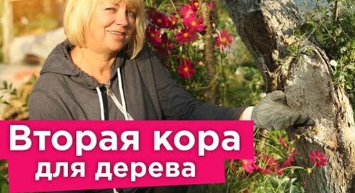 КАК ВЫЛЕЧИТЬ РАНУ НА ДЕРЕВЕ? Готовим своими руками ЦЕЛЕБНУЮ замазку для больших ран и дупел