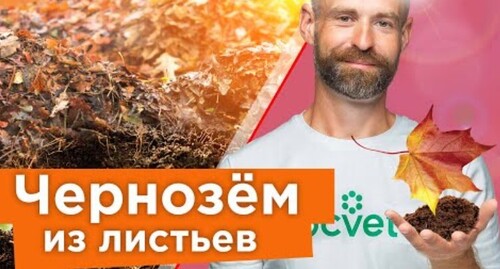 ВМЕСТО НАВОЗА! Делаем ЛИСТОВУЮ ЗЕМЛЮ И ЦЕННОЕ УДОБРЕНИЕ даже из больной листвы