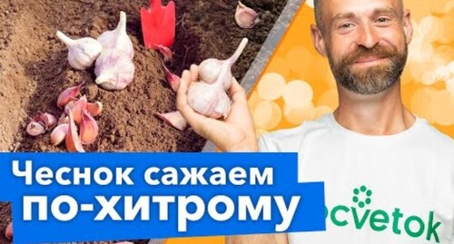 ПОСАДИТЕ ЧЕСНОК ТАК! Не будет болеть и удивит урожаем!