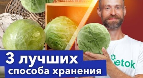 КАПУСТА СОХРАНИТСЯ СОЧНОЙ И ХРУСТЯЩЕЙ ДО ВЕСНЫ! 3 лучших способа хранения в погребе и на балконе