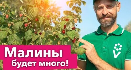 КАК ОБРЕЗАТЬ МАЛИНУ НА ЗИМУ? ДВОЙНОЙ УРОЖАЙ малины при такой обрезке осенью!