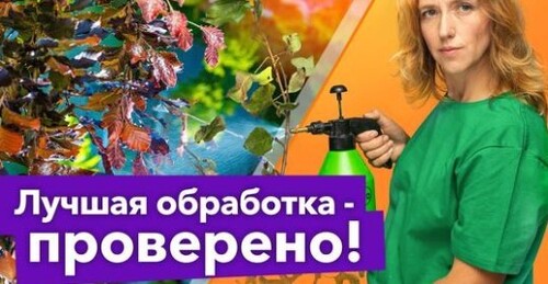 ВОТ КАК ОБРАБОТАТЬ ДЕРЕВЬЯ ПЕРЕД ЗИМОЙ! Результаты эксперимента показали лучший вариант обработки