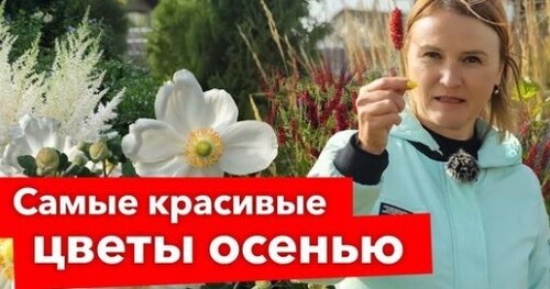 5 МНОГОЛЕТНИХ ЦВЕТОВ, ОТ КОТОРЫХ ГЛАЗ НЕ ОТОРВАТЬ ДО ГЛУБОКОЙ ОСЕНИ!