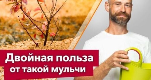 ЧЕМ ПРОЛИТЬ ОПИЛКИ, чтобы они стали идеальным удобрением и мульчей для всего огорода?