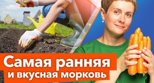 МОЙ МЕТОД ПОДЗИМНЕГО ПОСЕВА МОРКОВИ: рано всходит, растет ровной и сладкой, не требует поливов