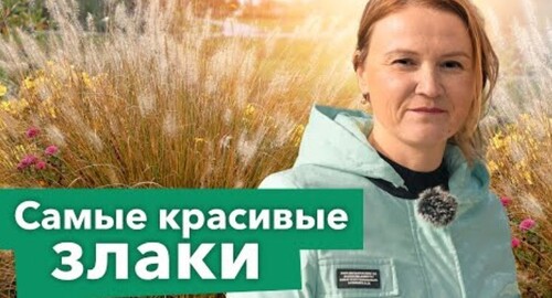 ДЕКОРАТИВНЫЕ ЗЛАКИ: самые красивые виды и сорта, которые точно не вымерзнут и не засорят участок