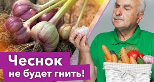 ГНИЮТ ЧЕСНОК И ЛУК, ЧЕМ ОБРАБОТАТЬ ВИНОГРАД, КАК ВЫВЕСТИ ВЬЮНОК?