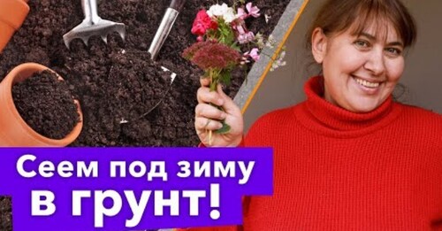 ЗАБУДЬТЕ О РАССАДЕ - ПОСЕЙТЕ ЭТИ ЦВЕТЫ В НОЯБРЕ СРАЗУ В ГРУНТ!