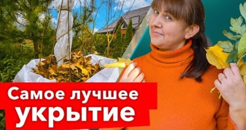 ВАШИ РАСТЕНИЯ ПЕРЕЖИВУТ ЛЮБЫЕ МОРОЗЫ, если их укрыть так! Показываю бесплатное и надежное укрытие