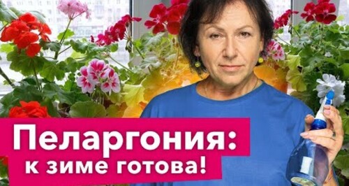 ОБЯЗАТЕЛЬНО СДЕЛАЙТЕ ЭТО С ПЕЛАРГОНИЕЙ ОСЕНЬЮ, чтобы она ушла в зиму здоровой и крепкой