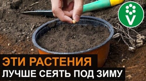 ХИТРОСТИ ПОСАДКИ ПОД ЗИМУ цветов и овощей