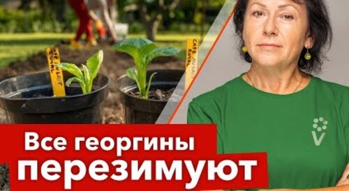 КАК СОХРАНИТЬ ЧЕРЕНКИ ГЕОРГИНОВ ЗИМОЙ? Показываю результат черенкования и готовлю георгины к зиме