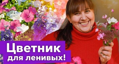 У ВАС БУДЕТ САМАЯ КРАСИВАЯ КЛУМБА - просто бросьте горсть семян этих цветов в грунт и любуйтесь!