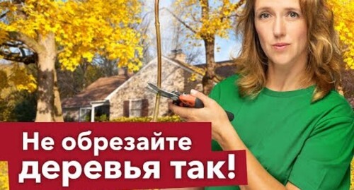 ПЯТЬ ЧАСТЫХ ОШИБОК ПРИ ОБРЕЗКЕ, которые погубят ваши деревья! Проверьте, не делаете ли вы их?