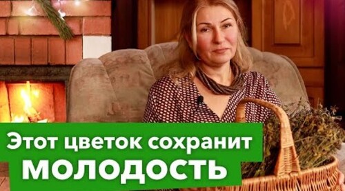 ЦВЕТОК ВЕЧНОЙ МОЛОДОСТИ! Вот на что способен шалфей: польза для здоровья и красоты