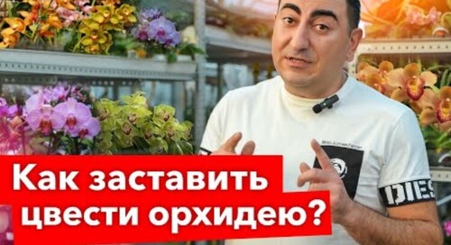 ОРХИДЕЯ ПЫШНО ЦВЕТЕТ КРУГЛЫЙ ГОД! Простой прием, который заставит зацвести любую орхидею