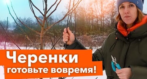 НЕ ЗАБУДЬТЕ СДЕЛАТЬ В ДЕКАБРЕ! Заготовка и хранение черенков яблонь и груш, снег в саду и огороде