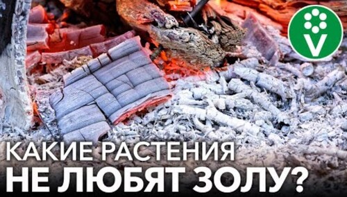 НИКОГДА НЕ КОРМИТЕ ЗОЛОЙ ЭТИ РАСТЕНИЯ! Как не лишиться урожая при подкормке золой?