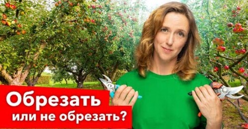 ЧТО БУДЕТ, ЕСЛИ НИКОГДА НЕ ОБРЕЗАТЬ плодовые деревья?