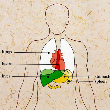 Как эмоции связаны с внутренними органами согласно китайской медицине