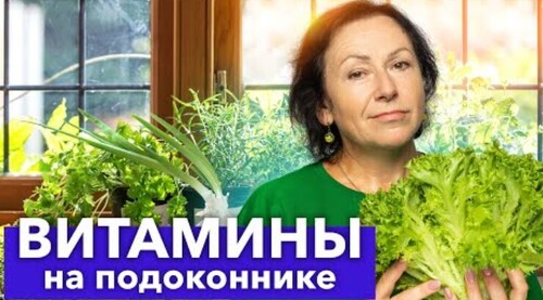 ВОТ ПОЧЕМУ Я НИЧЕГО НЕ СЕЮ В ДЕКАБРЕ, а выращиваю очень полезную медиум-зелень без танцев с бубнами