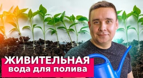 НИКОГДА НЕ ВЫЛИВАЮ ЭТУ ВОДУ! Популярная подкормка из Азии, которая оживит любое растение!