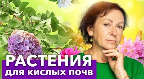 ЭТИ РАСТЕНИЯ ОБОЖАЮТ КИСЛЫЕ ПОЧВЫ! Что хорошо растет и красиво цветет на кислых почвах