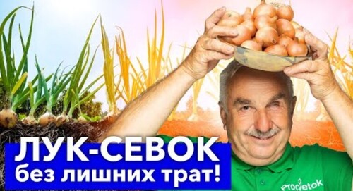 ЛУК-СЕВОК БОЛЬШЕ НЕ ПОКУПАЮ! Почти бесплатно получаю много отличных луковиц за один сезон