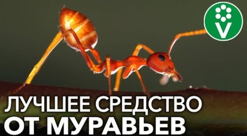 МУРАВЬИ? ЗАБУДЬТЕ О НИХ НАВСЕГДА!