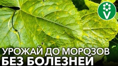 КАК Я СПАС ОГУРЦЫ ОТ ПЕРОНОСПОРОЗА без чудо-средств, а доступными продуктами